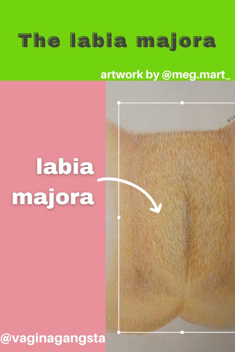 Meet the labia Majora